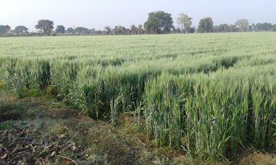 kisan