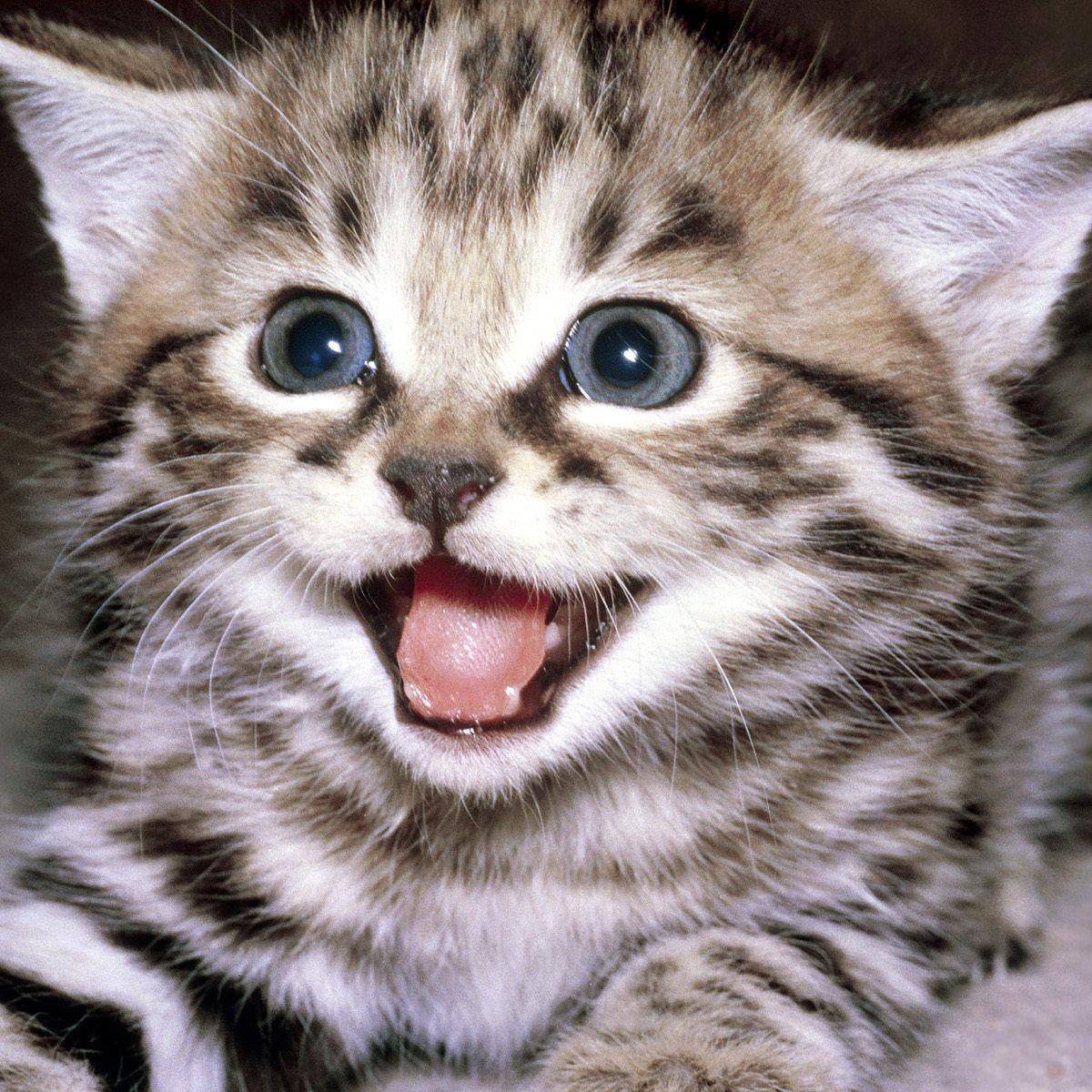 Funny cats videos and kittens videos which makes you smile. I am also posting funny cats gifs and images. #CatsOfTwitter #cats #kittens #catoftheday #caturday