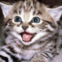 ♡ JV ♡ on Twitter  Funny cute cats, Cute cats, Cute baby cats