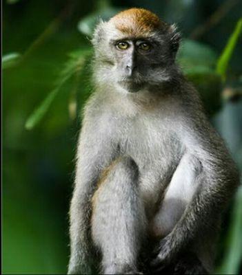 gossip monkey and proud