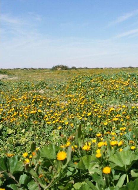 mesyfotaiby's profile picture. 