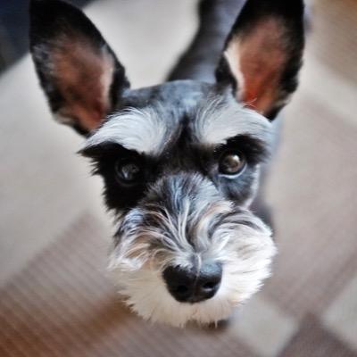 anstn33's profile picture. 반려동물, 캠핑, 무선조종 RC Car, Boat에 환장합니다. 대소변 가릴줄 알구요. 파와 매운음식도 잘먹는 '어른'. 20년차 평범한 샐러리맨입니다.