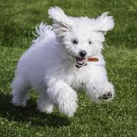 RatePet's profile picture. Adorable pets on the web - Tweet us pics of your pets and we'll re tweet them :) - animal lovers only!