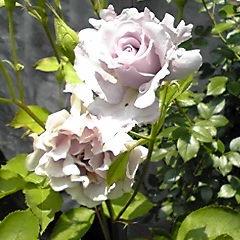 mattsu140's profile picture. パッチワークを愛する女性です。今は指導者を目指して日夜頑張っています。quiltに関する情報や作品をよろしくお願いします。