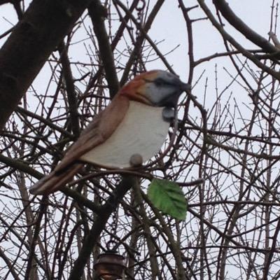birdsinvillage's profile picture. 