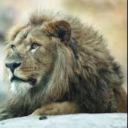 Twitterで動物園が出来ないかと思い、このアカウントを作ってみました★1日2回、動物情を呟きます^_^