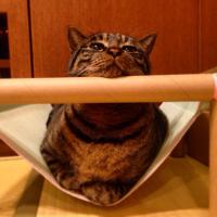 太郎 (@taar00yn) 's Twitter Profile