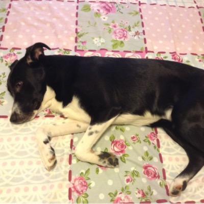 PitsaXri's profile picture. 