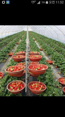 twjeong3's profile picture. 100% 맟팔 

#비닐하우스 운반구 제조업 CEO 
010ㅡ8000ㅡ3557
#안전농자재