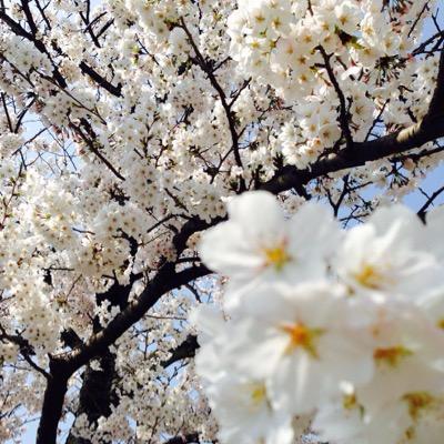 桜上 青春さんのプロフィール画像