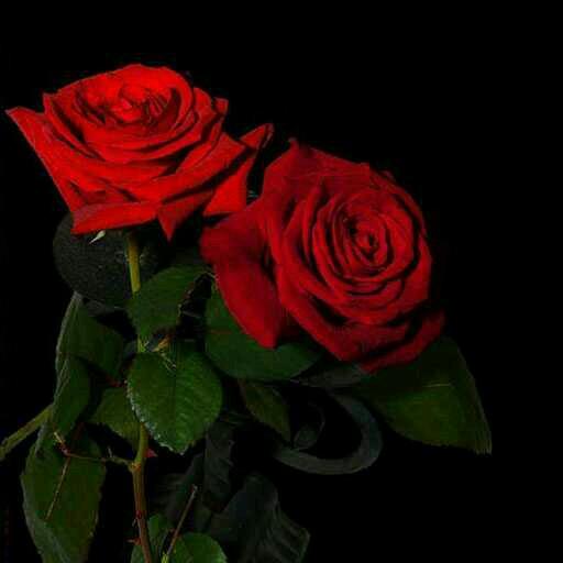 arunkrsrivastav's profile picture. 