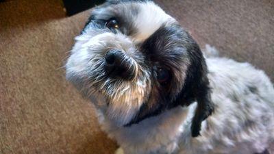 luvdablues51's profile picture. Husband,Dad,Gramps,Catholic,
Cons, Human Services, USA,
The Blues,Classic Rock,Country Music,❤️MyGirls,Grandbabies,
MyPups Mr.Beans and Maxie,
Cancer Survivor.