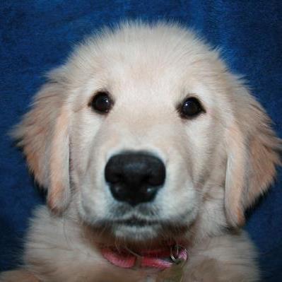 cheribones's profile picture. 