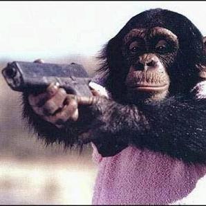 Le twitter d'un singe fumeur de joint. Suivez moi pour plus de fun !