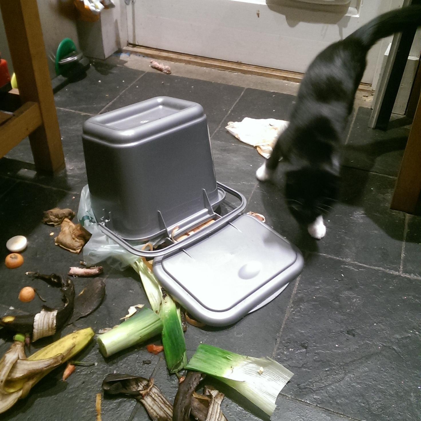 elva_cat's profile picture. 