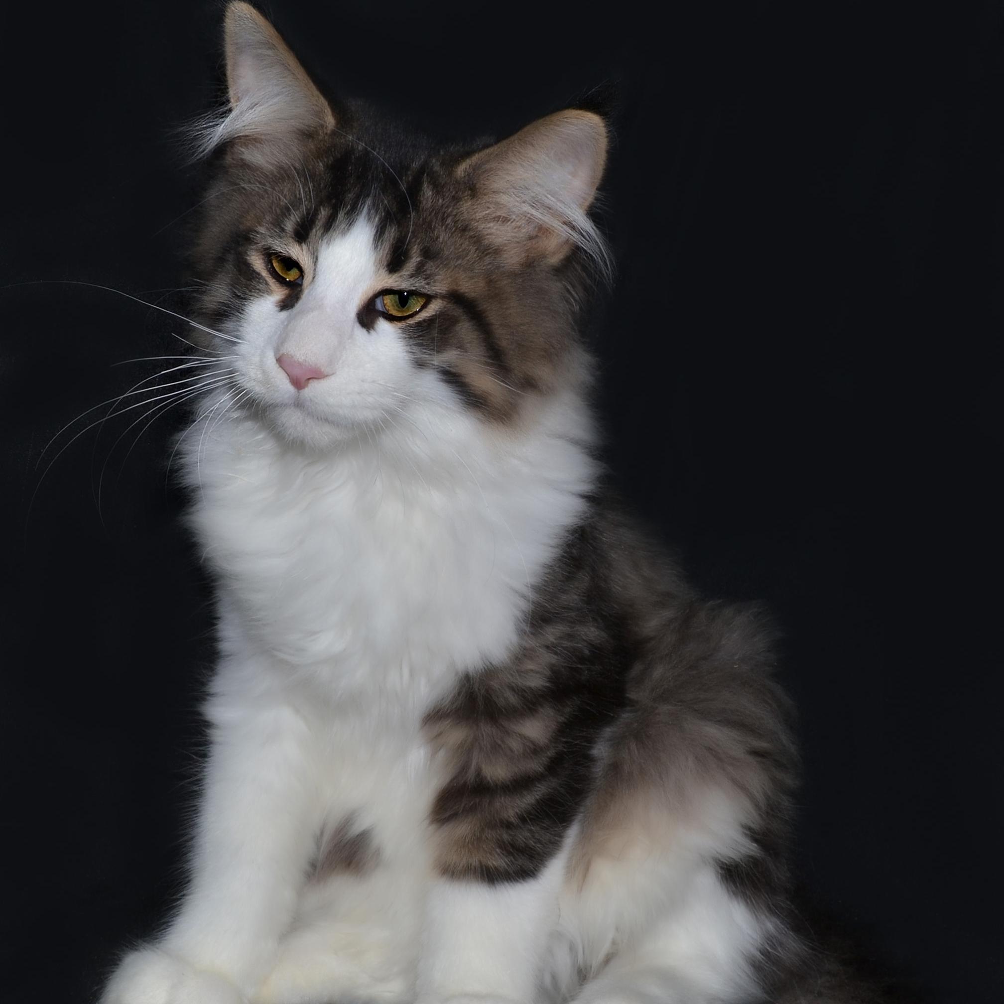 Amazing Gentle Giants of the Cat World