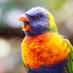 el perico picoton unico (@sebas52763005) Twitter profile photo