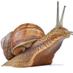 A Snail (@supermacaroni12) Twitter profile photo