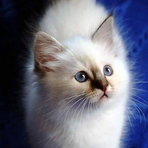 miranda_jhoanna's profile picture. 