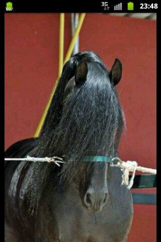 Aficionado a los animales y sobre todo del caballo