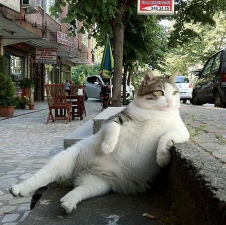 Agnostic atheist feline with a special interest and career in mousing and computers. Free thinker. Secular humanist.