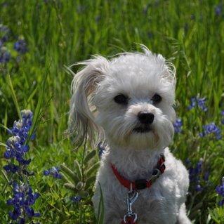 I'm a cute little Schnoodle born February 2013.  I love to play with toys and run around outside.
