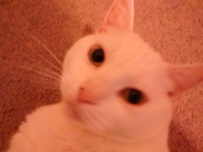 We are committed to politics, sports, entrepreneurial success and cats, but not necessarily in that order!