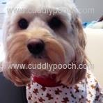 CuddlyPooch's profile picture. 