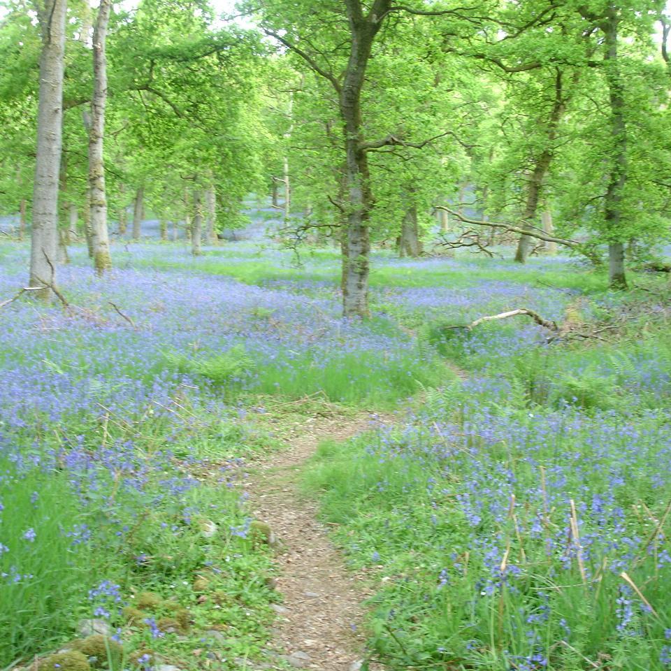 mybluebellwoods's profile picture. I just want to work out the truth by following people who respect it. I think most people can see through lies without 'education'