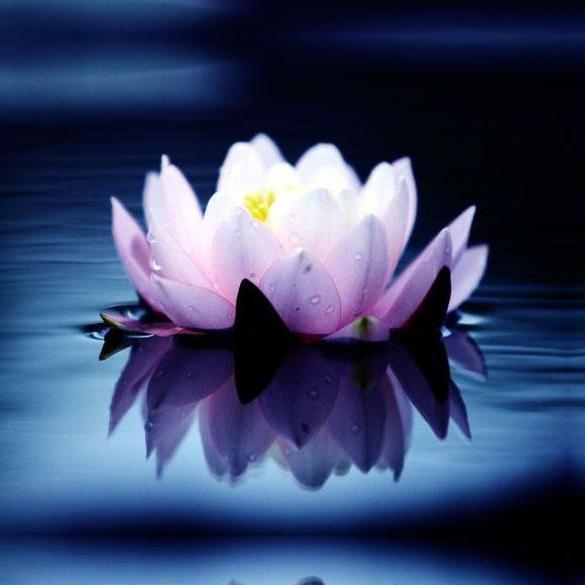 If I can stop one heart from breaking, I shall not live in vain - Emily Dickinson