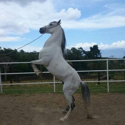 Ganaderia la Herradura y el Clavo, dedicada a la cría equina, hermosos ejemplares, caballos de exportación.