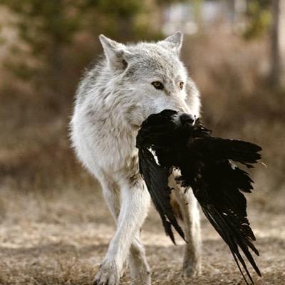 PacificWolf1's profile picture. The names Gia I stand up for anyone and Im more of the act first ask later type of girl [Head Tracker/Fighter of Coal Pack]