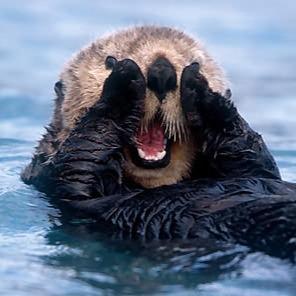 the jake gyllenhaals of the sea.                                                                           Follow us to help save the otters!!