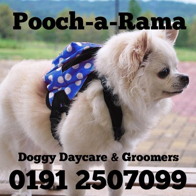 Dog Grooming & Doggy Daycare Centre
0191 2507099