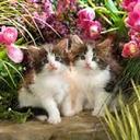 roger nicolás - @nick2004roger - Twitter