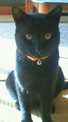 Melodeath931's profile picture. FF14やってます。後趣味でギター弾いてたり弾いてなかったり、ジャンルはメタル系が好きですね～。不慣れですがよろしくお願いします！