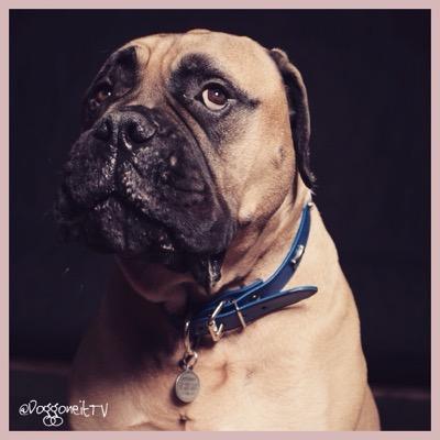 A hilarious webseries about an aspiring actor whose scene-stealing dog runs off with his career. with @doggiovanni @larryblackman4 @fifibates @CisnerosGeorge