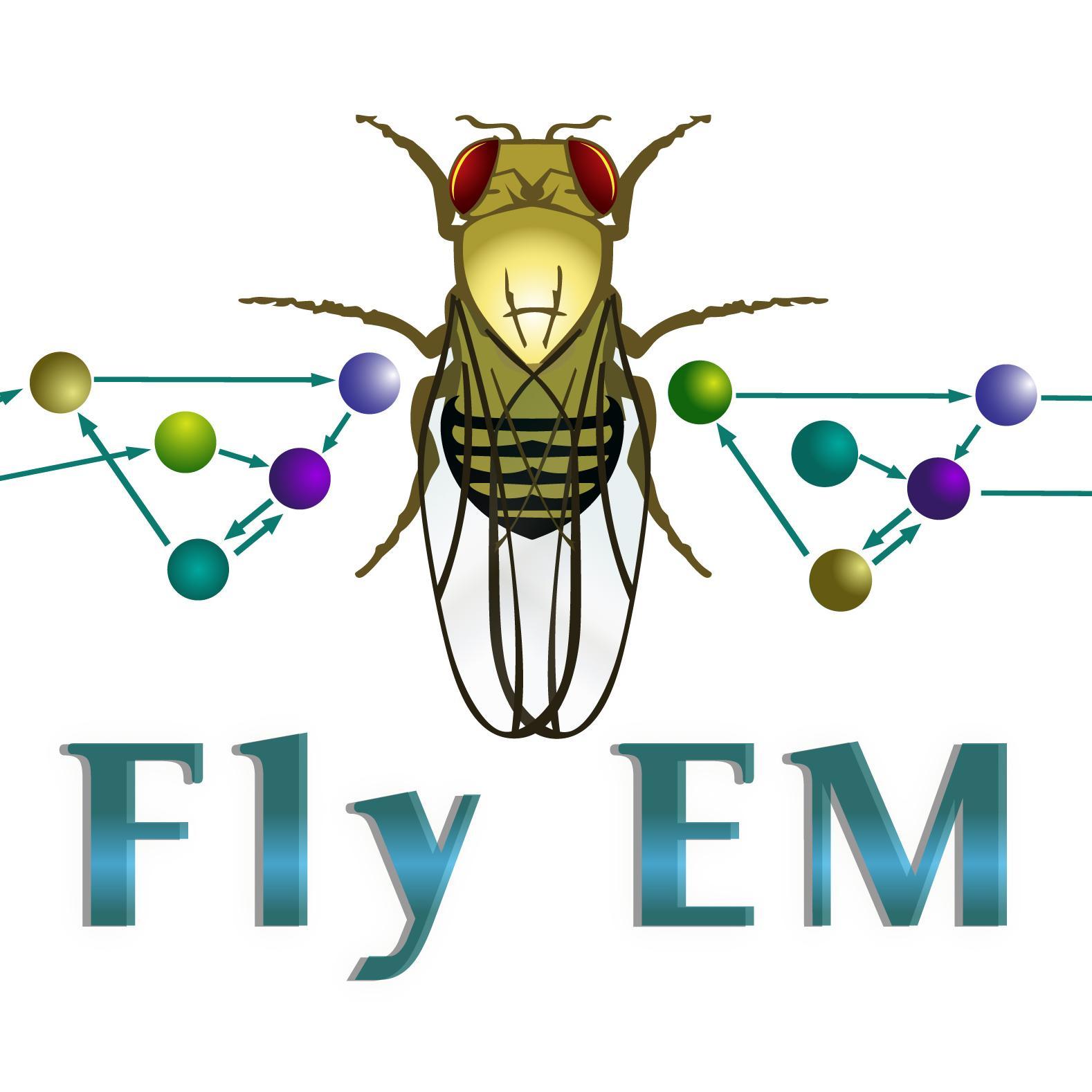 Follow for the latest info on the Janelia Fly EM project. Fly EM is a research team @HHMIJanelia that extracts and analyzes neural connections in the fly brain.