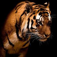 ~Tiger Spirit~ (@amchypesquad) 's Twitter Profile