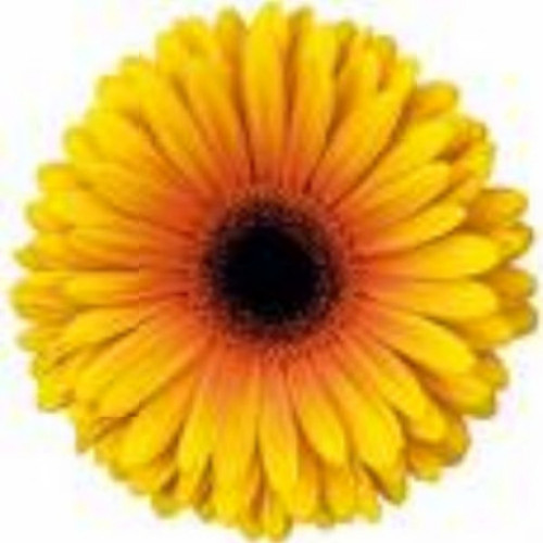 amniglellear's profile picture. I am a thoughtful, democratic vegetarian with a passion for books, music, movies, logic, and psychology.