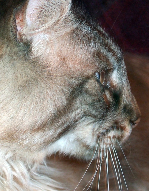 ldb71's profile picture. I’d rather be knitting