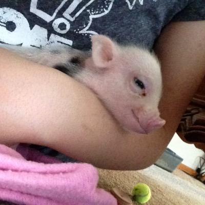 Hey, My name is Chewy. I'm a miniature pig. I was born at Orange Grove Itty Bitty Piggies, in Florida. Im really cute and so is my big sissy Lola.