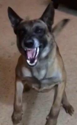 FPSDak's profile picture. I am a Belgian Malinois. I work with @thefpshow and @paintball_kitty I also like cheeseburgers and small kittens covered in gravy....