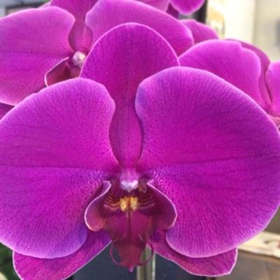 RosesandThistle's profile picture. 