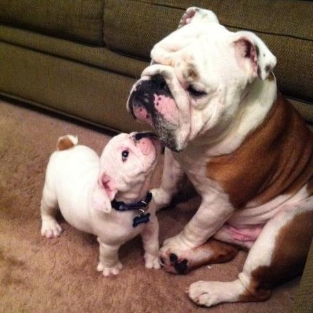 PickleHarveyDog's profile picture. Pickle & Harvey 2 awesome bulldogs doing bulldog stuff. aka pictures of us sleeping and sometimes not...