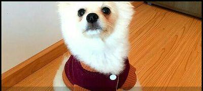 ReiPoro's profile picture. 