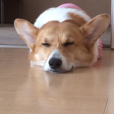 7歳になるコーギー犬♂がいます。動物は何でも好き！特にコーギーは大好きです！それとコスメも好きです。ブログにはコーギー犬やコスメの事などをアップしています。 犬好きな方、コスメ好きな方、大歓迎です。お気軽にフォローして下さい(^ ^)https://t.co/jnIdtKznXy