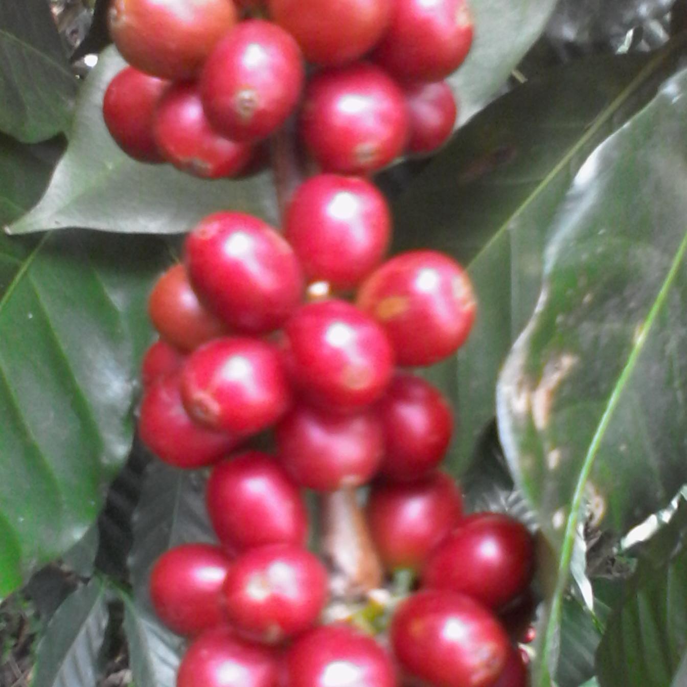 cocamolcertifi2's profile picture. 