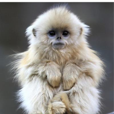 Cute and fluffy most of the time. Will do anything for tea.