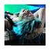 neko,,!! (@mogdrs) Twitter profile photo